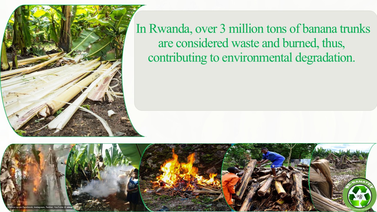Three million tonnes of banana trunk waste burned in Rwanda
