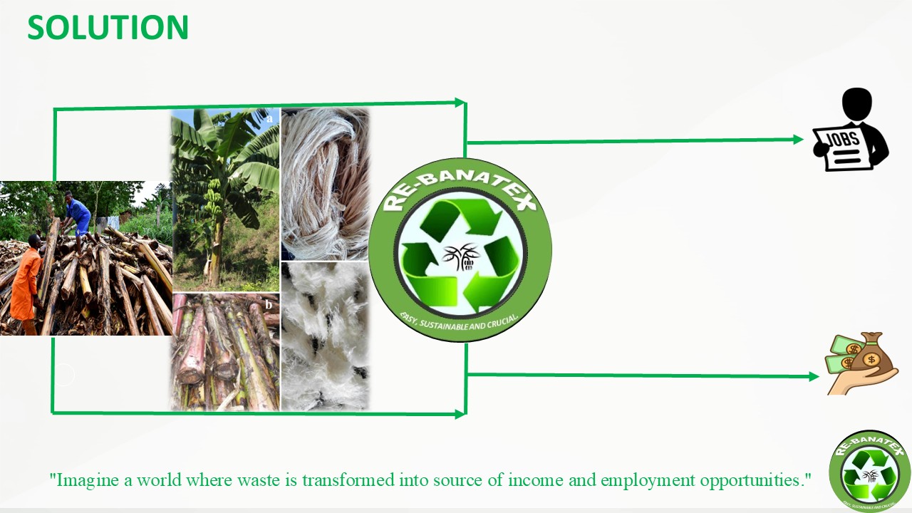 Transforming banana trunk waste into jobs and income